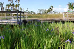 River Of Grass With Boardwalk And Irises March 2010