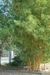 Selby Garden - Bamboo