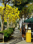 City Of Naples, Fifth Ave Streetscape - Yellow Tabebuias