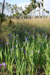 River Of Grass With Irises March 2010