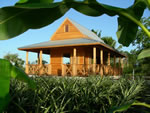 NBG Caribbean Garden - Chattel House