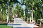 Naples Botanical Garden -  Palm Walk