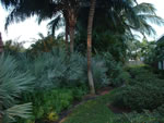 Selby Garden - Palm Buffer